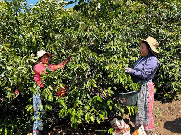 solola