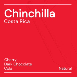 chinchilla