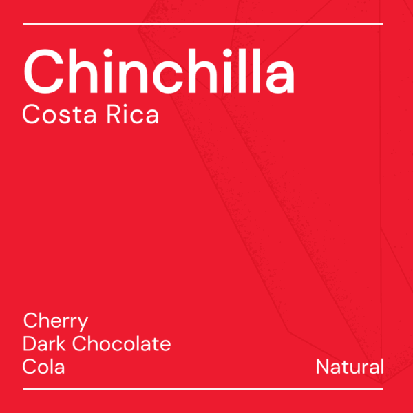 chinchilla