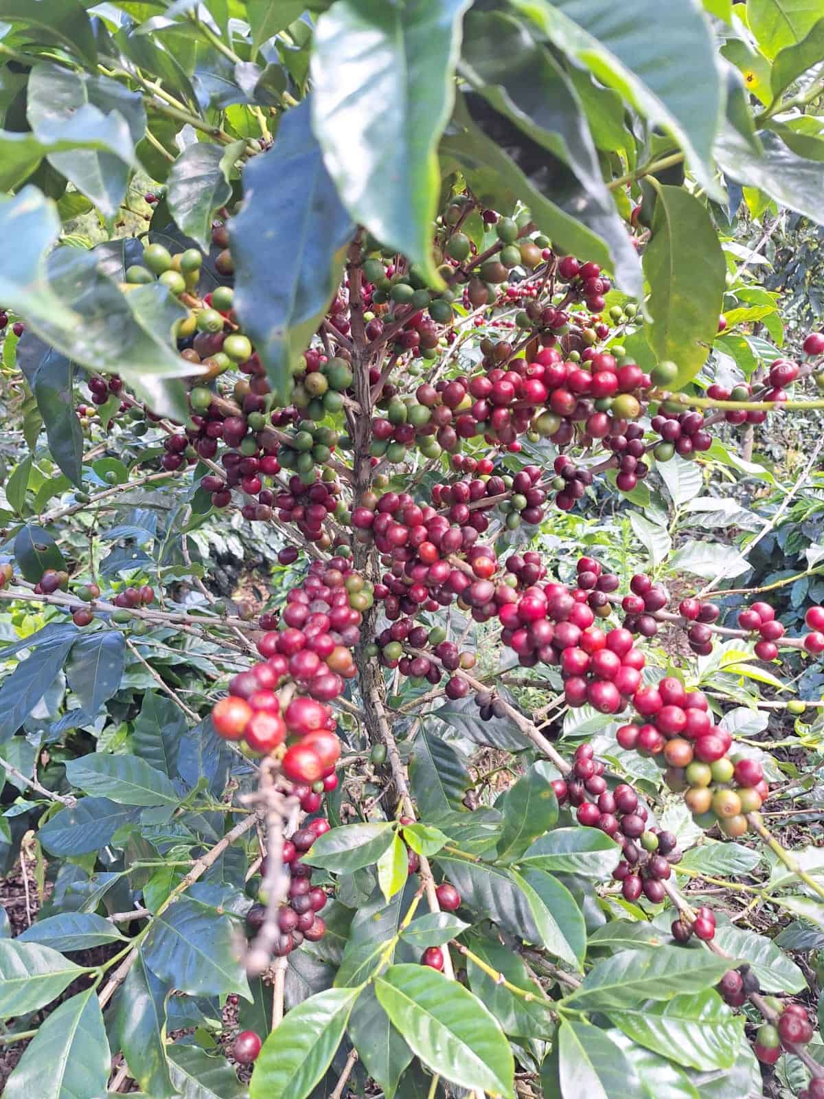 new el diamante geisha